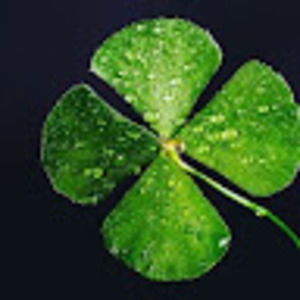 Meet your Posher, Krystal